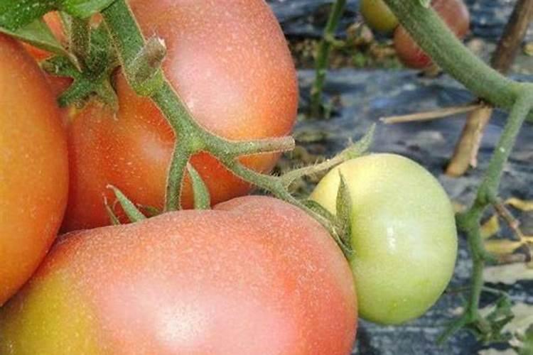 种植西红柿用什么肥料最好