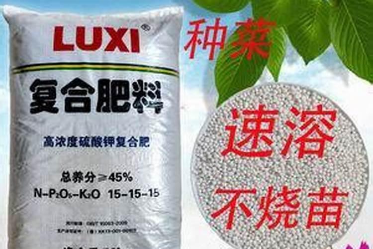 越冬菠菜多久浇一次水