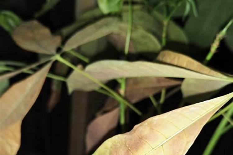 千里香开花很香吗？什么时候可以吃？