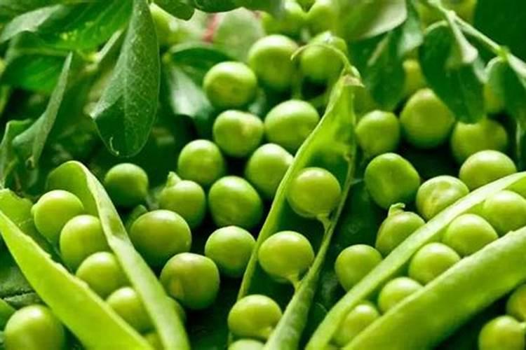 豌豆幼苗时期施什么肥