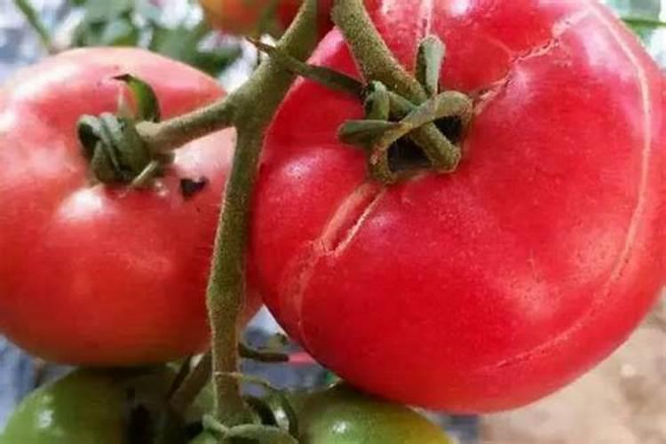 西红柿用什么肥料最好