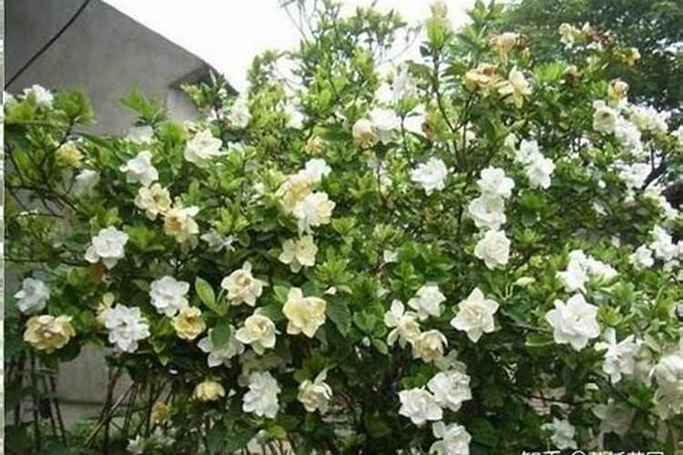 栀子花正在开花的时候能施肥吗 开花的栀子花能不能施肥