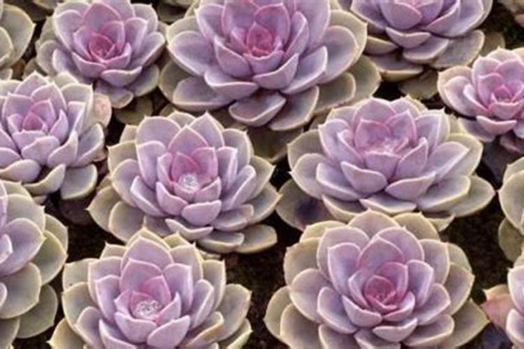 多肉植物施什么肥容易爆盆