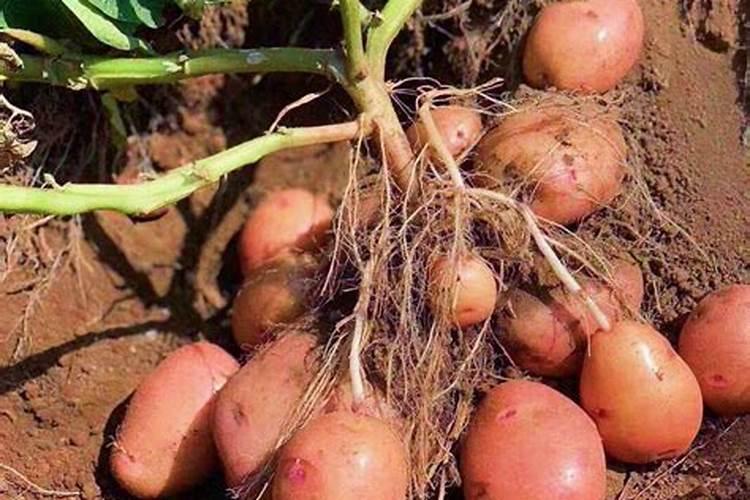 发芽的土豆如何制作有机肥料？