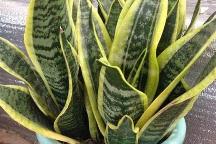 虎皮兰扦插后怎么浇水,保持盆土湿润/(附扦插方法)