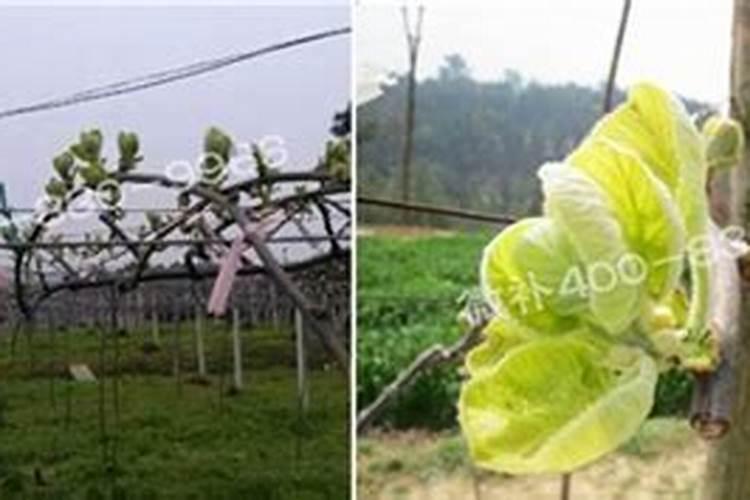 水溶肥一次浇多少斤