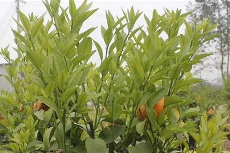 松针可以做肥料吗