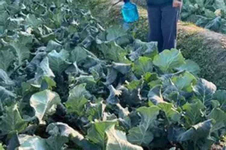 西兰花施什么肥最好