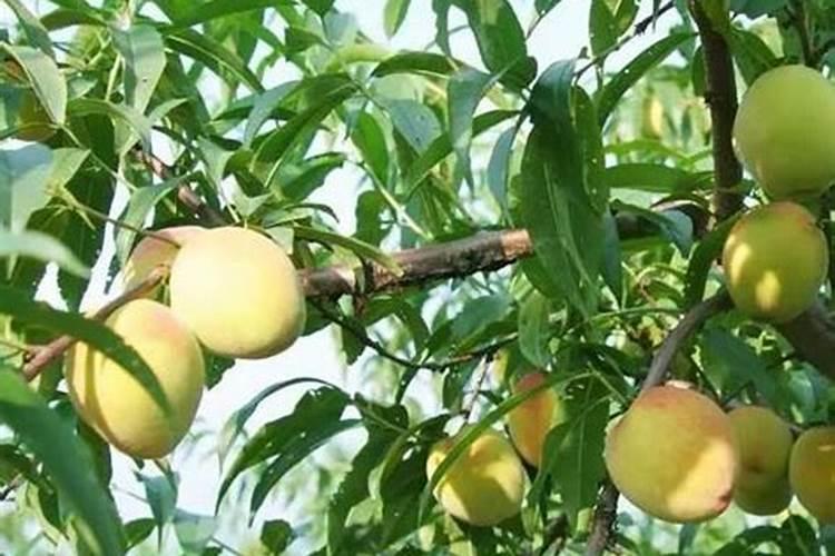 学会沤制三款肥水,以后养花的肥料不用买啦