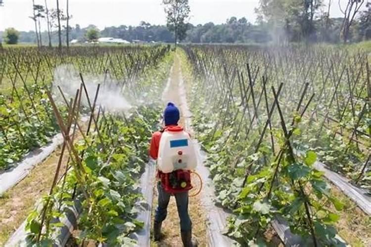 磷酸二氢钾严重过量喷施几天出现症状？