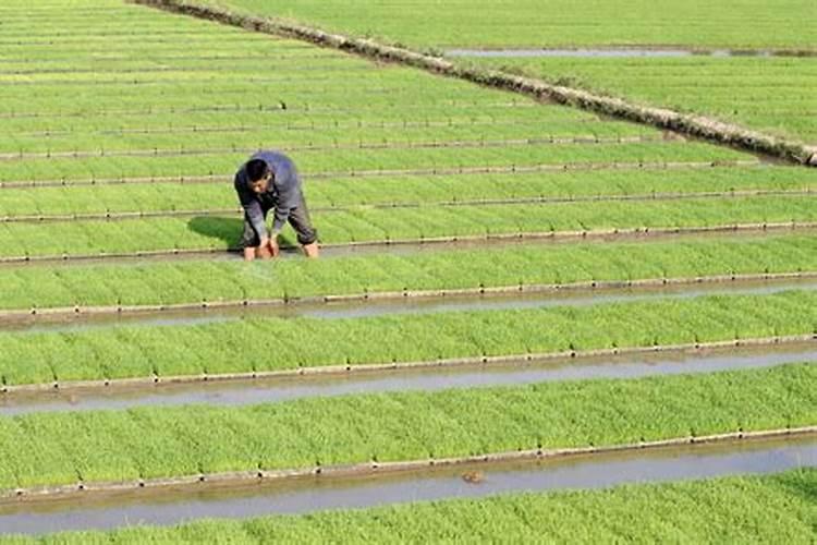 水稻可撒磷肥吗