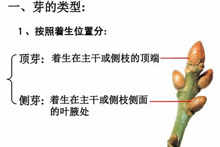 硼肥施多少超量会中毒