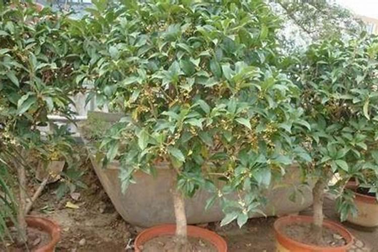 四季桂 施用何种肥料