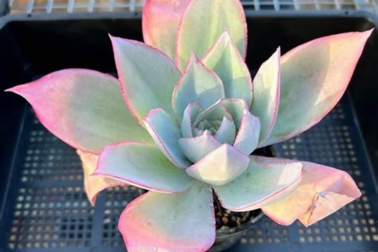 让多肉叶片肥厚施什么肥？