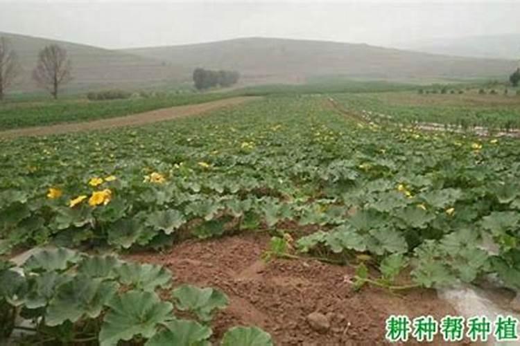 一亩水稻施多少肥