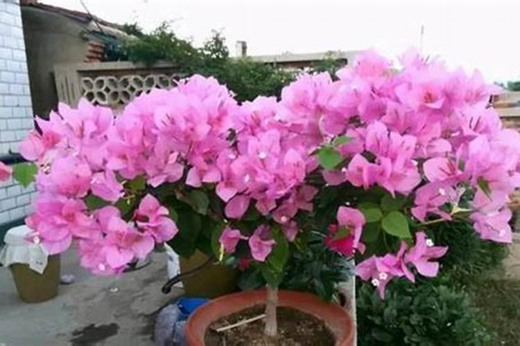 如何让三角梅快速生根