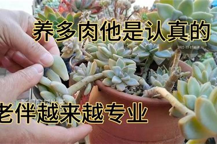 多肉要上什么肥料