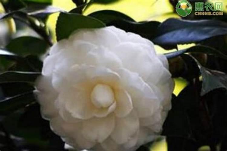 辣椒大棚冬天怎么浇水 辣椒大棚冬天如何浇水