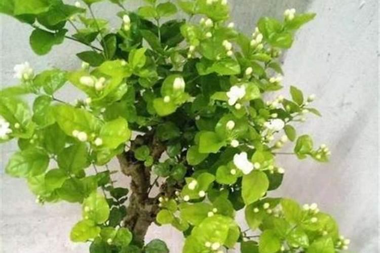 茉莉花的问题
