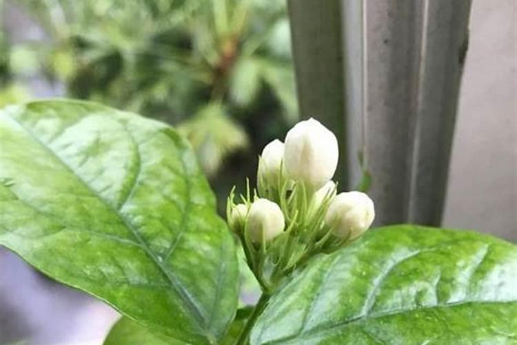 茉莉花用什么样的肥料？