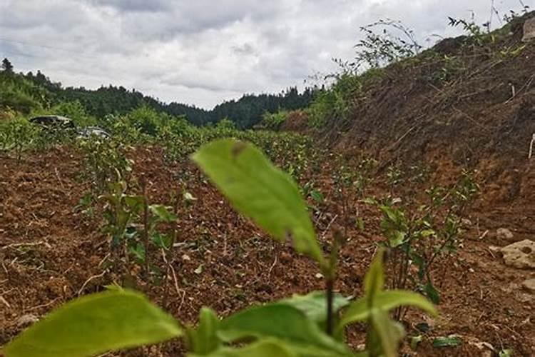 茶叶什么时候施肥比较合适