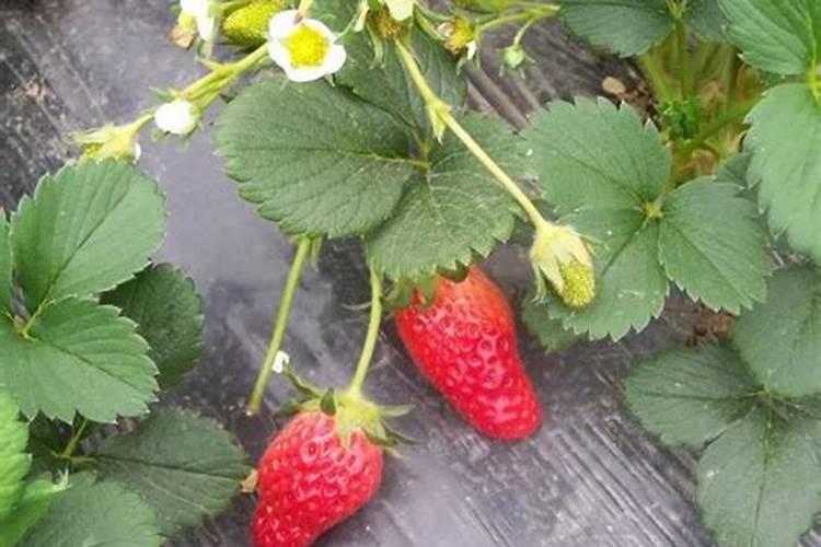 草莓根本追肥用什么肥料最好