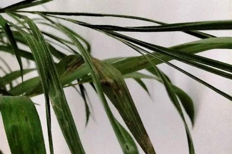 小番茄转色期的肥水管理方法