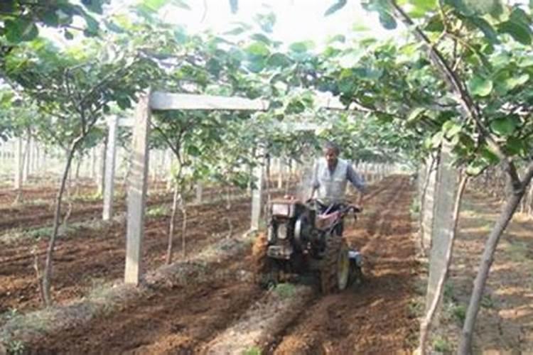 红阳猕猴桃的施肥技术 富硒猕猴桃多少钱一斤