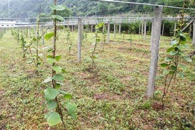 红阳猕猴桃盛果期果园管理技术