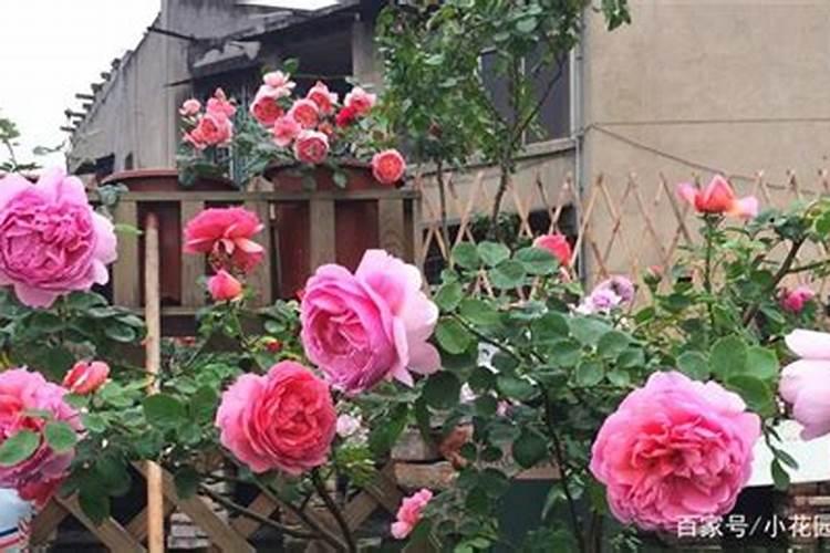 月季花怎么施肥