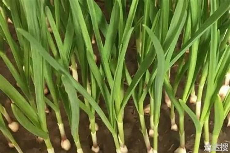 腐殖酸是什么？有什么作用？