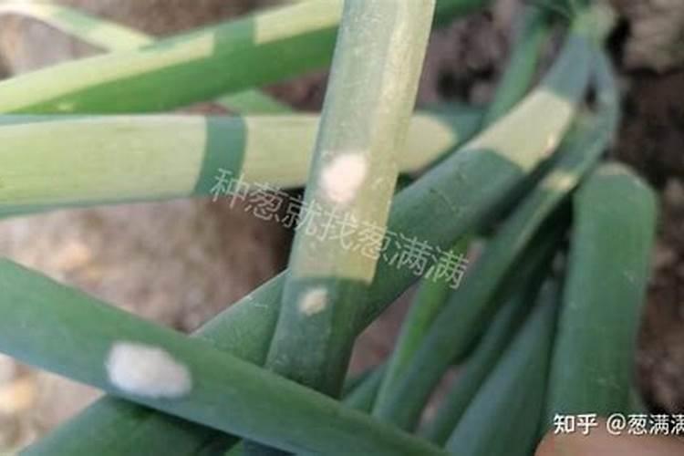 大葱盖叶是怎么回事