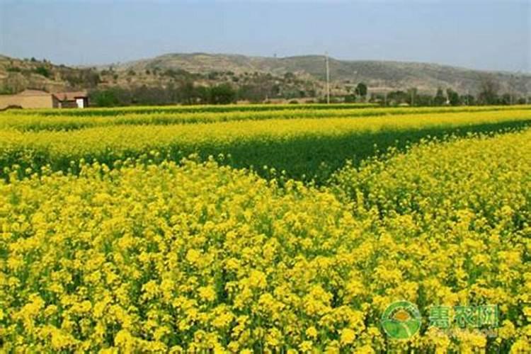 种植油菜为什么要施硼肥油菜啥时候施硼肥好