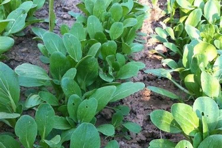 施用什么肥料油菜种植才能保丰产？有何依据？