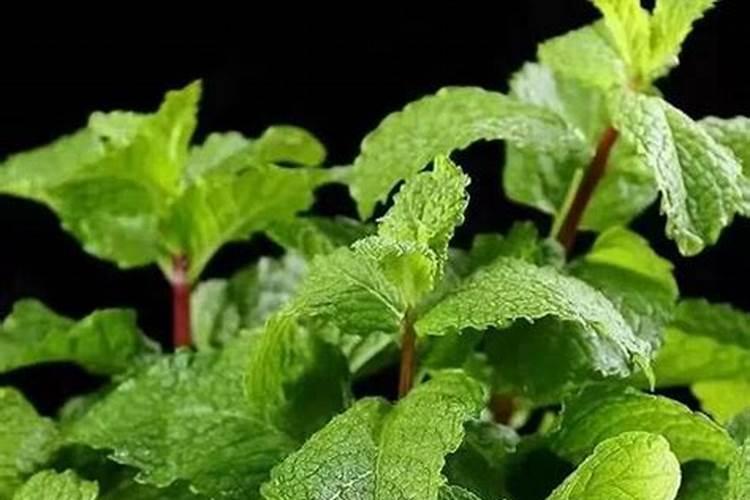 薄荷施什么肥,氮肥为主磷钾肥为辅(薄肥勤施)