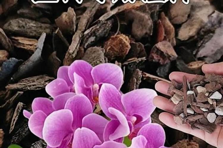 兰花如何施氮肥