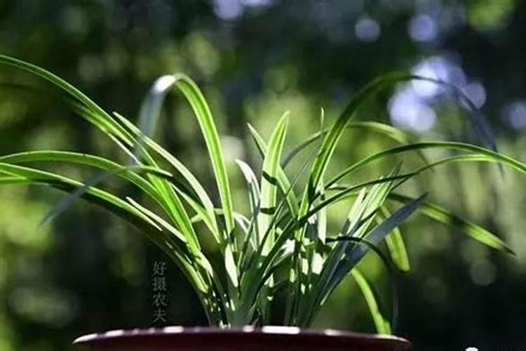 兰花在生长期施什么肥最好？