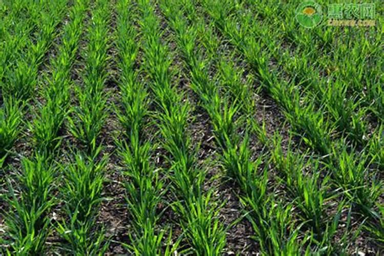 如何给小麦施钾肥？