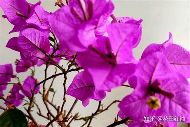 风铃草怎么施肥