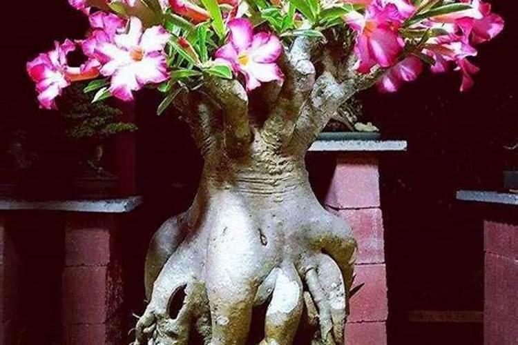 玫瑰花最好的生长环境是在什么气候下？》