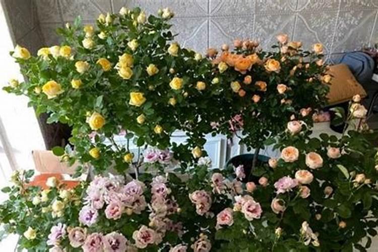 养月季花施肥,喷叶和灌根,哪个效果最佳？