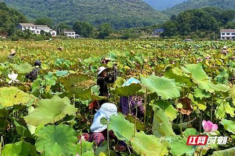 藕带可以温棚种植吗？