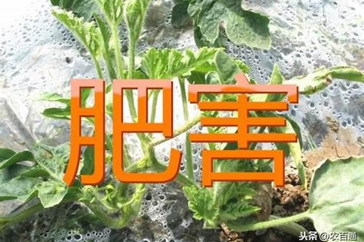 法师上盆后多久浇一次水