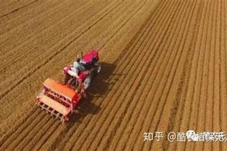 荞麦用什么肥料最好