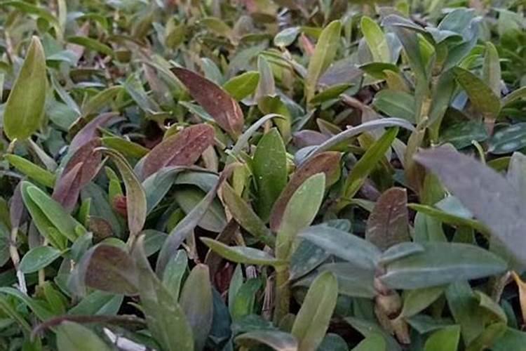 韭菜是酸性还是碱性？韭菜是碱性食物吗？