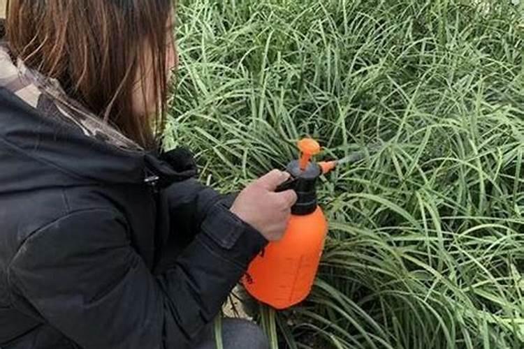 兰花喷什么叶面肥最好(兰花叶面肥喷施注意事项)