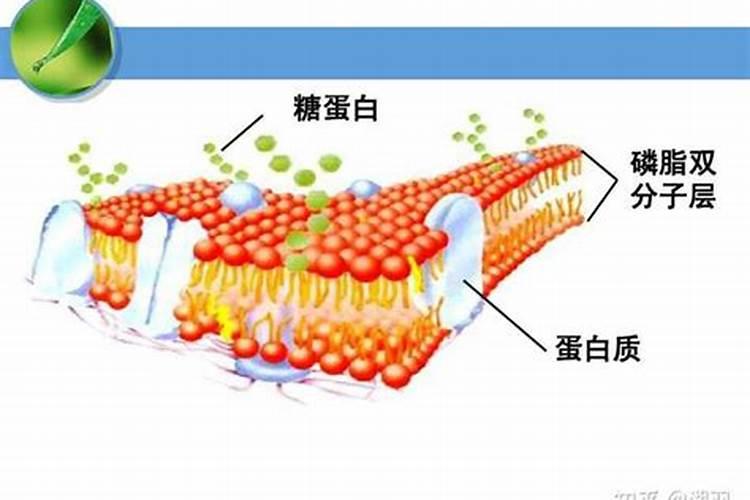 鱼蛋白 叶面肥