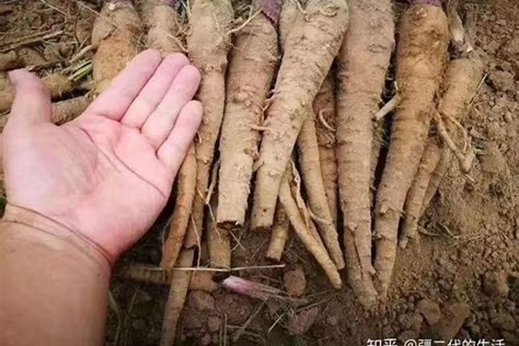 白芷种植如何进行田间管理？