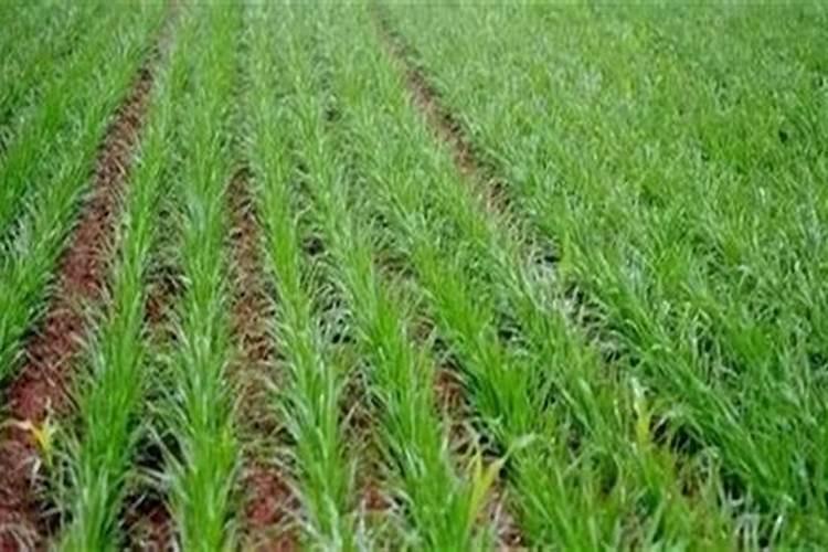 涨价预警!氮、磷、钾肥都涨价了,涨多少？鉴别假化肥的4个方法