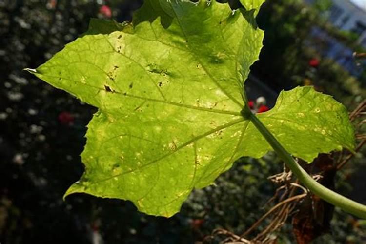 钾肥过多如何表现